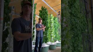 🐟🌱 The fusion between aquaponics and aeroponics​⁠ aquagardenllc aquaponics verticalfarming [upl. by Tu]