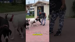 El Dogo Argentino vs Gran Danés ¿Quién es el más imponente [upl. by Iny]