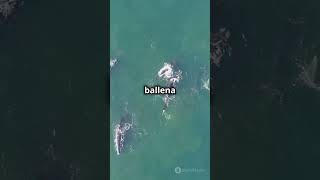 ¡Top 10 ballenas más feroces del océano Ballenas Orca Cachalote VidaMarina Documental Océanos [upl. by Oralia]