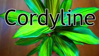 Die Cordyline im Profil [upl. by Nicole536]