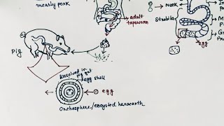 Taenia solium Lifecycle  Tapeworm  Taeniasis  Cysticercosis  English [upl. by Agnizn]