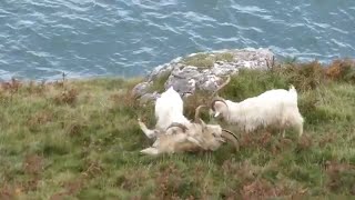 Great Orme Goats ruttingfighting [upl. by Lucie]