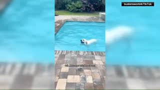 Viral dog loves swimming pool [upl. by Aenehs]