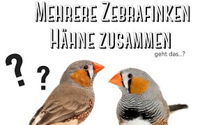 Kann man Zebrafinken Männchen zusammen halten [upl. by Aitnahs]