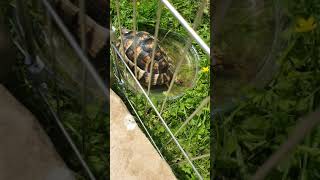 Marginated tortoise [upl. by Nwahsar]