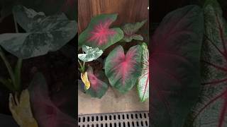 Planta Caladium 30 reais [upl. by Anitel]