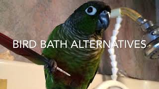 Bird Baths amp Beyond  Guide to Green Cheek Conure Behavior [upl. by Aicillyhp633]