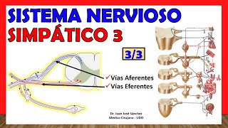 🥇 SISTEMA NERVIOSO SIMPÁTICO 33  Funcionamiento Vías Eferentes y Aferentes Simpáticas [upl. by Pilihp199]