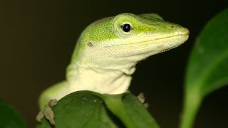 Feeding my Anole lizard [upl. by Acined]