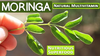 Moringa A Nutritious Superfood and Natural Multivitamin [upl. by Ludwigg]