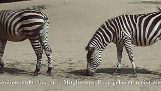 Zebra Gazellen und Antilopen  gesehen von Thilo  im Zoo Hannover [upl. by Dodie]