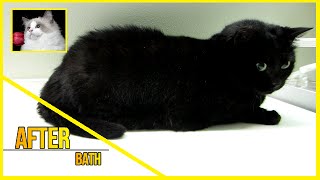 Domestic Shorthair Cat  Before amp After bath [upl. by Venus]