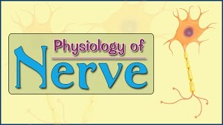 Easy Physiology  Nerve  2Action Potential [upl. by Ayoral132]