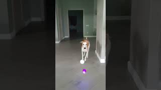 Dog and Balls slow motion reverse video [upl. by Repooc520]