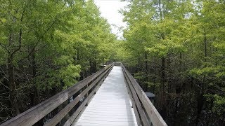 Six Mile Cypress Slough Preserve Park in Fort Myers Florida [upl. by Boyer]