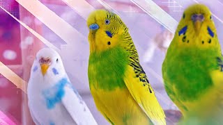 3 Hour Sounds of Budgies for Lonely Birds [upl. by Ateuqirne]