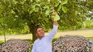 Harvesting Walnuts  Akhrot Ki Chutney  Make the Best Walnut Sauce  Village Food Secrets [upl. by Albemarle47]