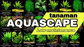 13 REKOMENDASI TANAMAN AQUASCAPE UNTUK AKUARIUM DAN KOLAM  MUDAH DIRAWAT UNTUK PEMULA [upl. by Ovatsug558]