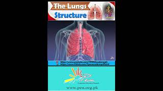 The Lungs I Structure I Biology penacademy [upl. by Nidya]