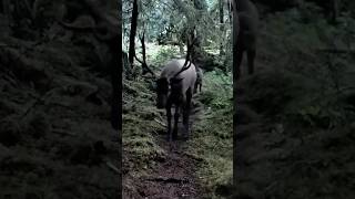 Roosevelt Elk Bull in the rut [upl. by Ettelegna766]