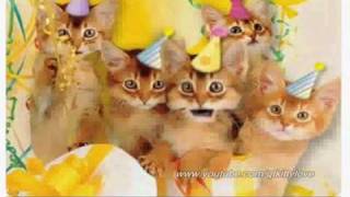 cute kittens singing happy birthday song [upl. by Ahseneuq392]