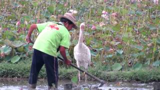 西伯利亞小白鶴與農夫黃阿伯的互動時刻  A Siberian White Crane [upl. by Stacy]