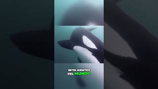 Descubre los secretos de las orcas las ballenas asesinas del océano shorts shortsviral [upl. by Karylin]