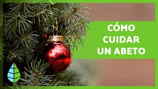 CUIDADOS del ABETO 🌲 ¡Ubicación Riego y Sustrato para el ÁRBOL de NAVIDAD ☀️ [upl. by Hanikehs]