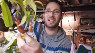 Nepenthes Ventricosa  Repotting and Care [upl. by Eemiaj]