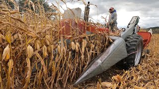 Opening Day of Picking Corn Harvest 2024 [upl. by Wincer]