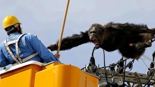 Chimp Wreaks Havoc By Scaling Powerlines After Escaping from Zoo [upl. by Peednama]