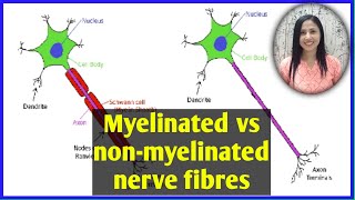 DIFFERENCE BETWEEN MYELINATED AND NON MYELINATED NEURONS IN HINDI2022Physiologyurdu neurology [upl. by Hamas]