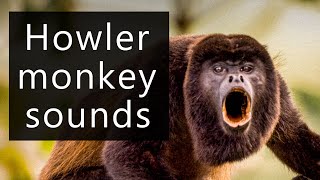 The frightening sounds of the Howler monkeys [upl. by Shira]