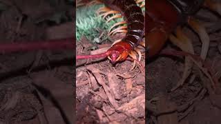 Watch a Giant Centipede clean it’s antennas [upl. by Had453]