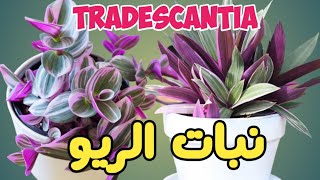 نبتة الريو تراديسكانتيا Tradescantia Care Tips Light Water Soil Propagation [upl. by Onfre]