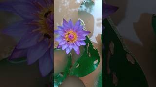 Water lily new collection crocodilian comedyfilms funny song comedy crocodille comedymovies [upl. by Jannel]