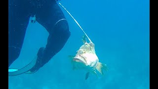 Spear Fishing Grouper Red Snapper and Lobster in the Abacos Bahamas [upl. by Datnow240]