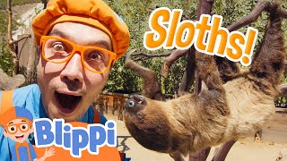 Blippi Meets a Sloth at the Zoo Animal Stories for Kids [upl. by Lonne]