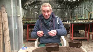 How to grow lobelia from seed part 1 stinkyditchnursery750 Jan ‘22 [upl. by Annai]