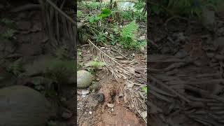 cría de guacharaca en 2da generación gallina hija de chachalaca con gallos lieper hacht [upl. by Esinej13]