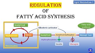 5 Regulation of Fatty Acid synthesis  Lipid Metabolism5  Biochemistry  NJOY Biochemistry [upl. by Ozen360]