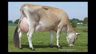 Jersey dairymen milk Cows 506JE171 Bellringer [upl. by Soble786]