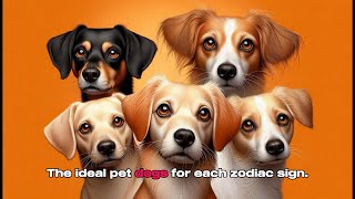 The ideal pet dogs for each zodiac sign Zodiac Pet Dog [upl. by Odarnoc363]