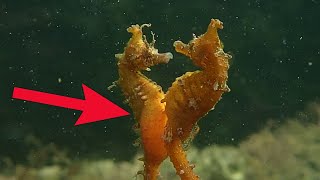 Cute SeaHorse Mating and Giving Birth [upl. by Octavian]