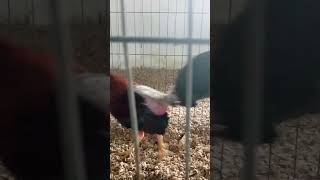 Gallos de peleas 🔥🔥 Escuadra Sol y Sereno Maturín 🇻🇪 🔥🔥 [upl. by Yleoj137]