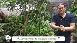 ¿Cómo se poda la drácena marginata  Jardinatis [upl. by Surdna]