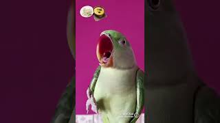 Funny Parrot Chats Prepare to Laugh Out Loud [upl. by Alake]