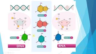 DNK i RNK molekularna biologija [upl. by Cristi]