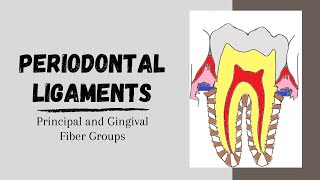 Periodontal ligaments  Principal and Gingival fibers [upl. by Seaton9]