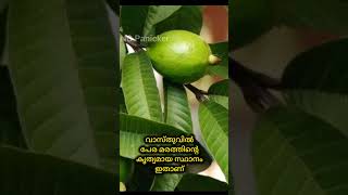 വാസ്തുവിൽ പേര മരത്തിന്റെ കൃത്യമായ സ്ഥാനം ഇതാണ് fact vasthu astrology [upl. by Kraft545]